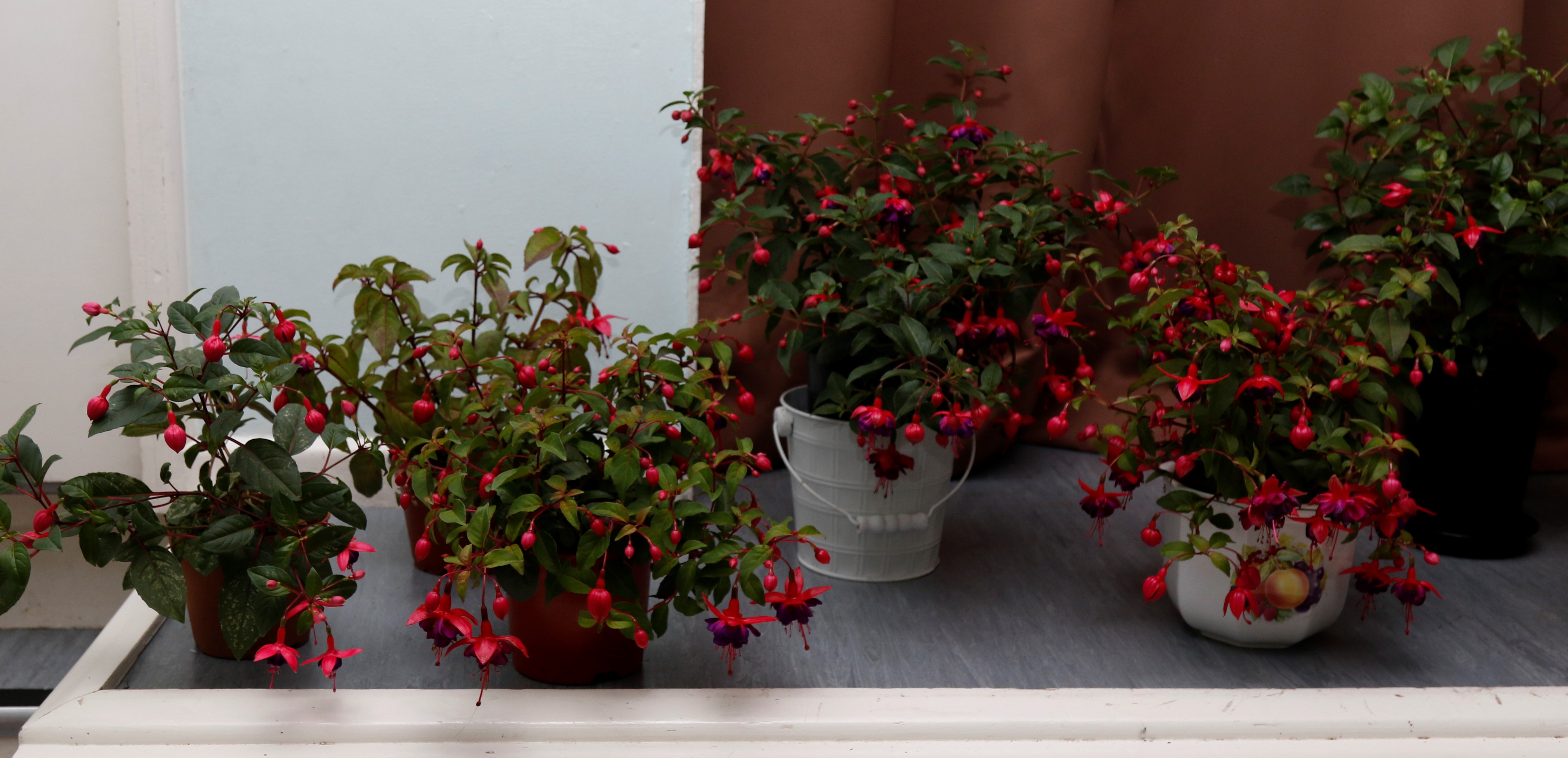 Winning fuchsia (at rear in white container)