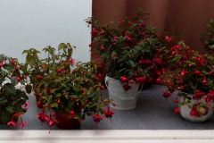 Winning fuchsia (at rear in white container)