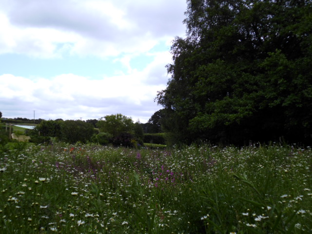 A view across the wildflower meadow