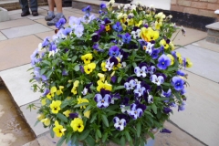 Eileen & Stan's cheerful pot of violas