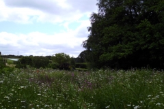 A view across the wildflower meadow