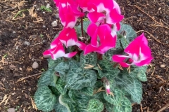 Lesley-1-cyclamen