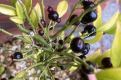 Lesley-3-sarcococca-berries
