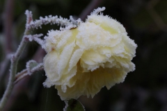 Rosalie-1 frost on rose
