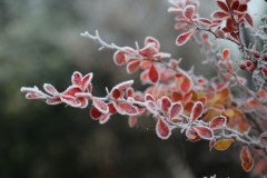 Rosalie-3 frost on berberis