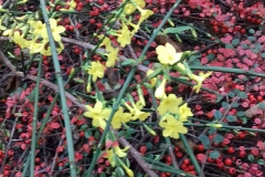 Winter-flowering-jasmine-before-the-snow