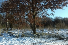 Winter-on-Hednesford-Hills-oak-tree-holding-onto-its-leaves