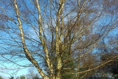 Winter-on-Hednesford-Hills-silver-birch