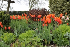 Ballerina-tulips-with-fresh-perennial-growth