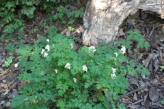 Corydalis-ochroleuca