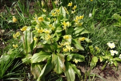 Erythronium1