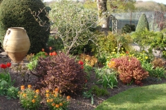 Hot-border-with-Erysimum-Apricot-Twist-Berberis-thunb.-Atrop.-Nana-Berberis-thunb.-f.-atrop.-Admiration