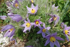 Pulsatilla-2