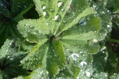 Raindrops-on-alchemilla-mollis