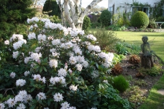 Rhododendron-Cunninghams-White-with-Betula-Jacquemontii