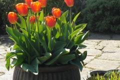 Tulip-Queen-Wilhelmina