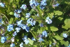 common-old-forget-me-nots