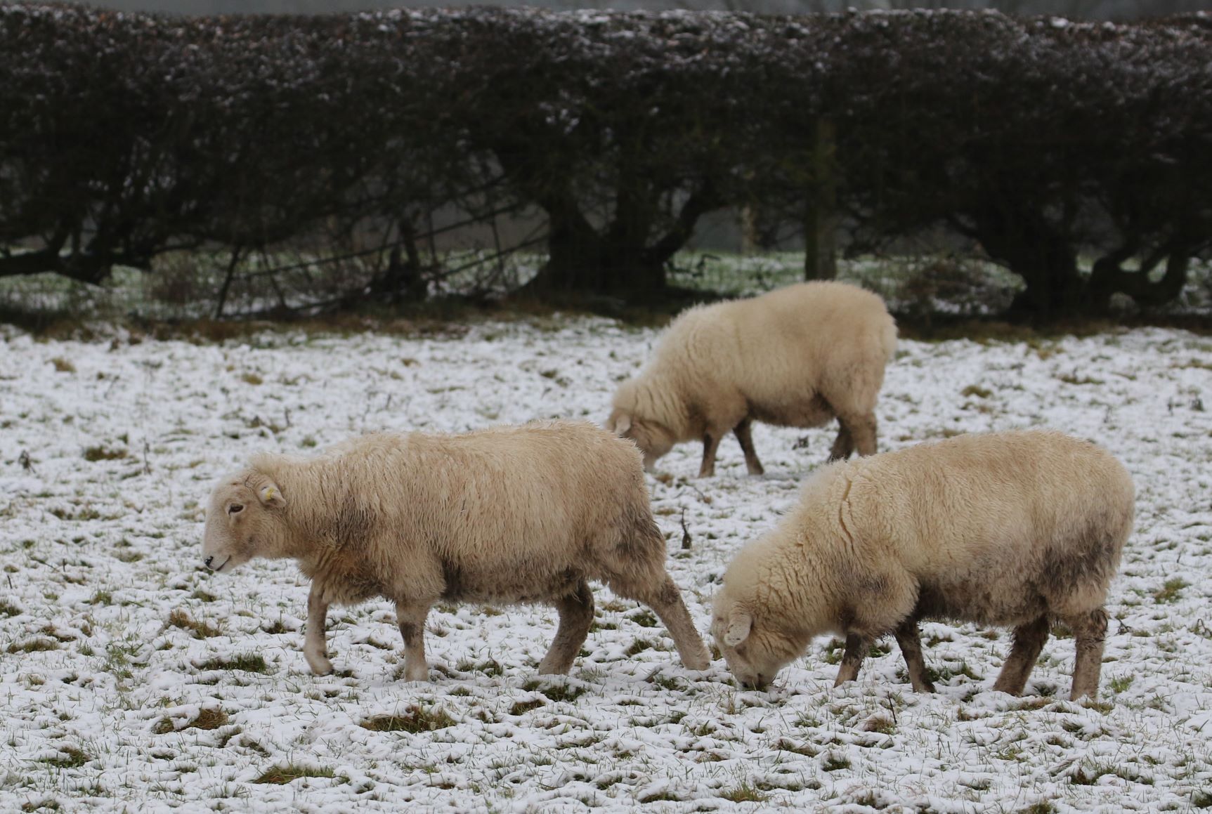 Snowy-sheep-2