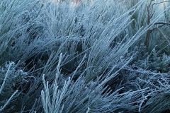 1_Frost-on-Hednesford-Hills