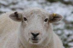 Snowy-sheep-3