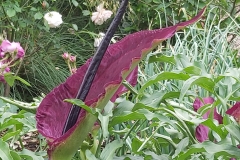 Chris's dracunculus (dragon arum)