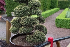 Cloud-pruning-at-the-entrance-to-the-Japanese-garden