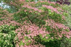 Cornus-kousa-Venus-in-the-woodland-walk