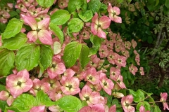 Cornus-kousa-Venus