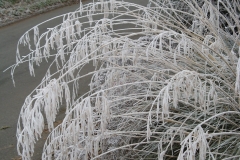 Stipa gigantea winter interest