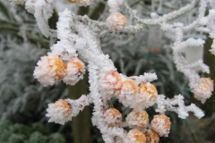 Gardens-Sylvia-winter-2