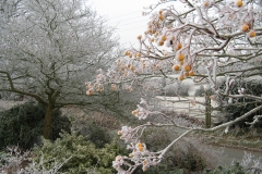 Frosty morning at Lilac cottage Front Garden