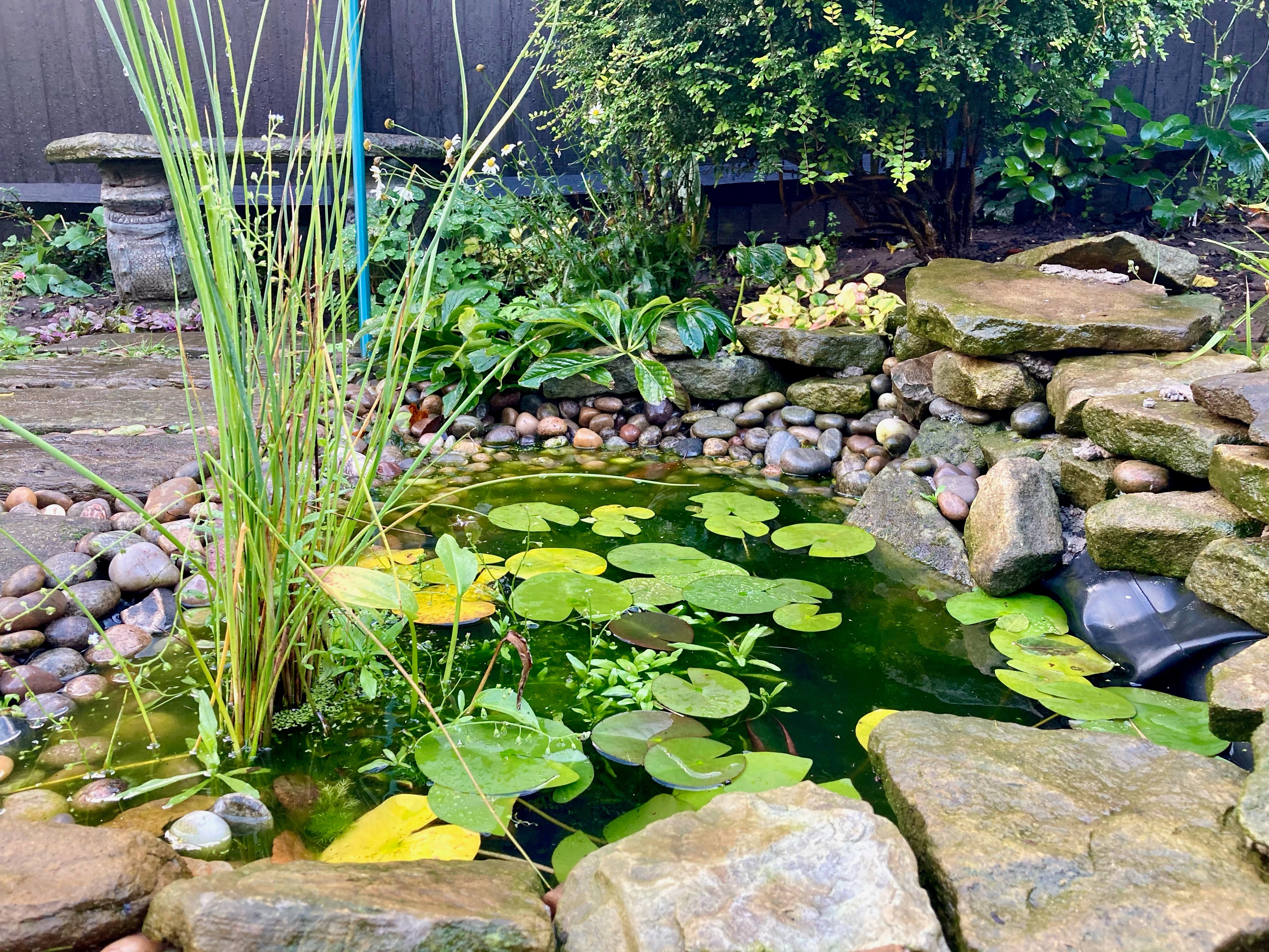 Sophies-new-pond-done-in-spring