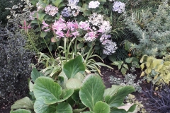 Junes-nerine-hydrangea-behind-bergenia