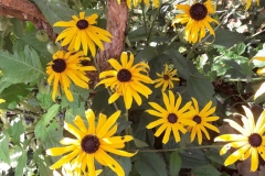 Junes-rudbeckia