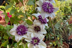 Sophies-c.-florida-Sieboldii-2nd-flush