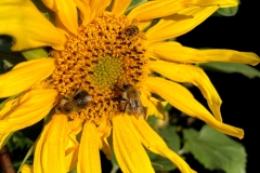 Sophies-hover-flies-and-sunflowers