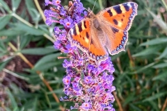 Sophies-last-buddleia-tortoiseshell