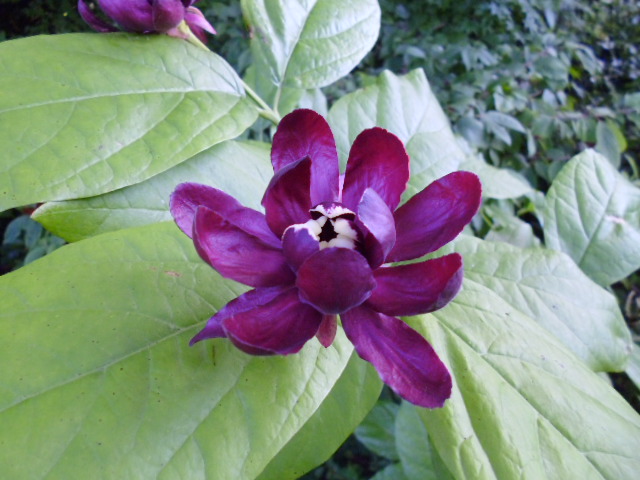 Stunning Calycanthus (Aphrodite? - forgot to ask!)