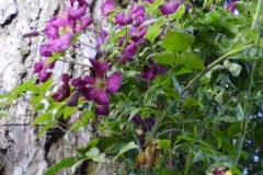 Clematis Etoile Violette, one of many varieties in the garden