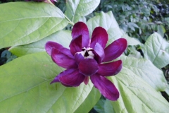 Stunning Calycanthus (Aphrodite? - forgot to ask!)