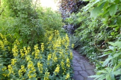 One of many inviting pathways with lysimachia in foreground