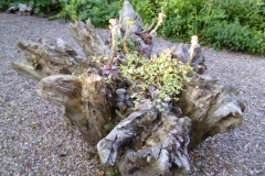 Beautiful planting in the tree stump (photo doesn't do it justice!)
