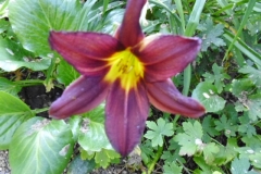 Blurred but beautfiul dark hemeorcallis (Berlin Red?)