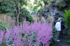 Pink aruncus almost luminous in the fading light