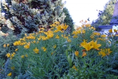 Yellow alstromeria