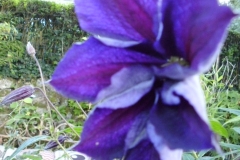 Clematis in the wild garden area