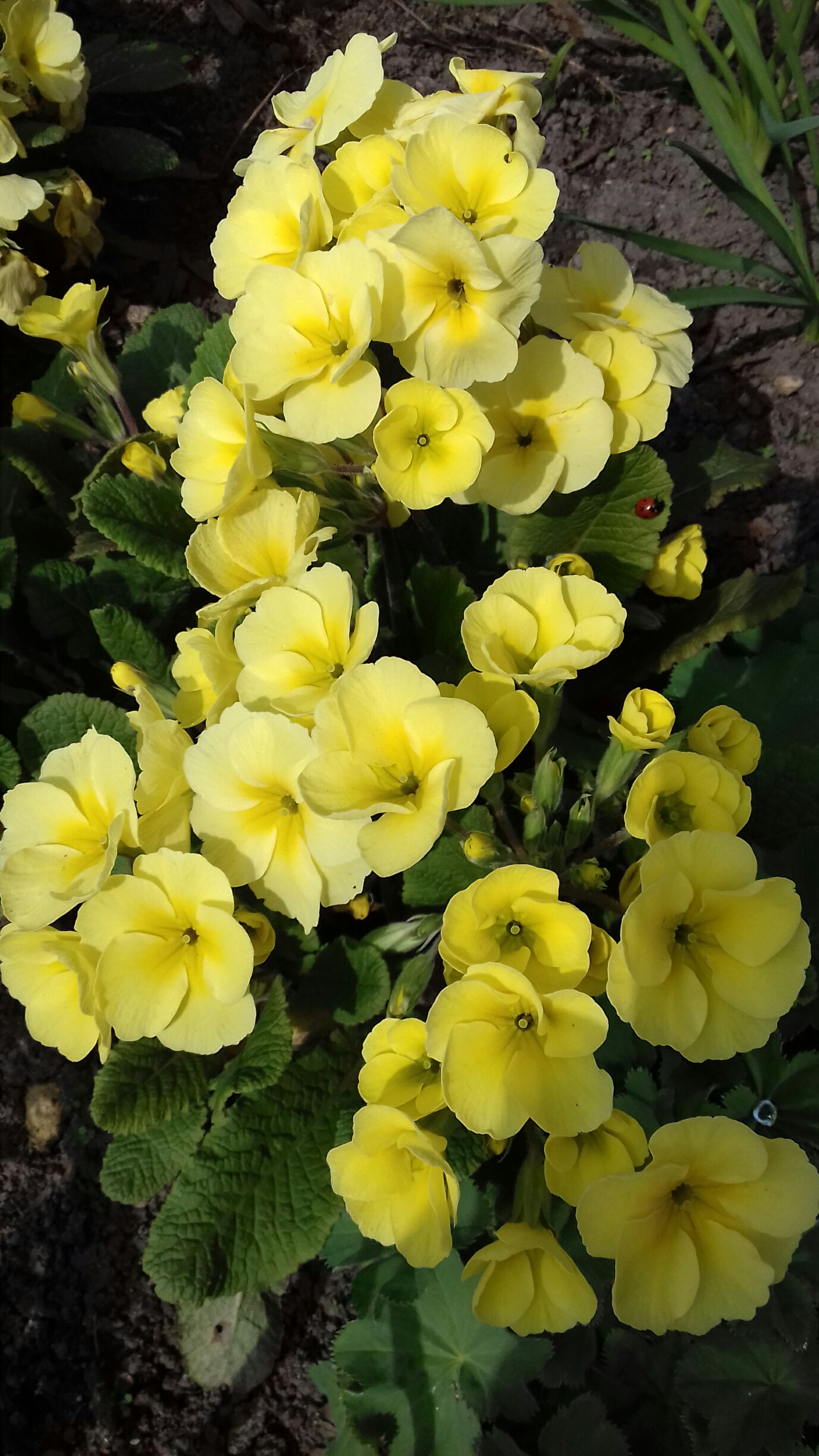 primula auricula care primula auricula care